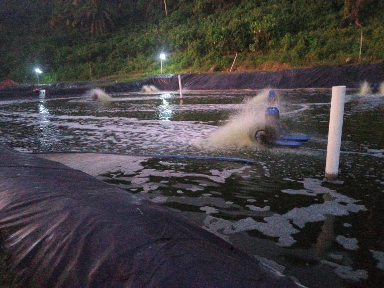 Tambak udang